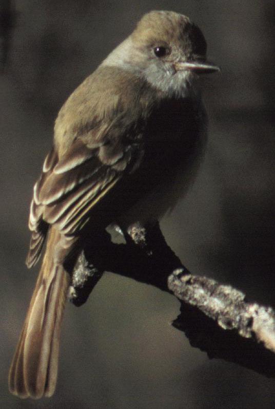 [ Nutting's Flycatcher  ]