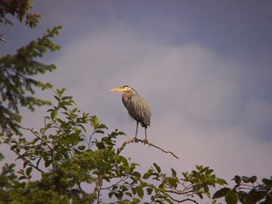 [ Great Blue Heron ]