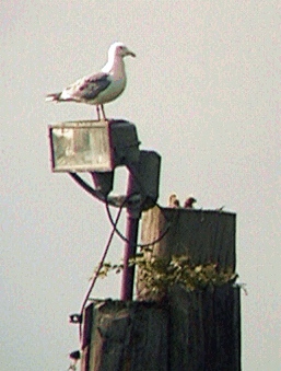 [ Glaucous-Winged Gull ]