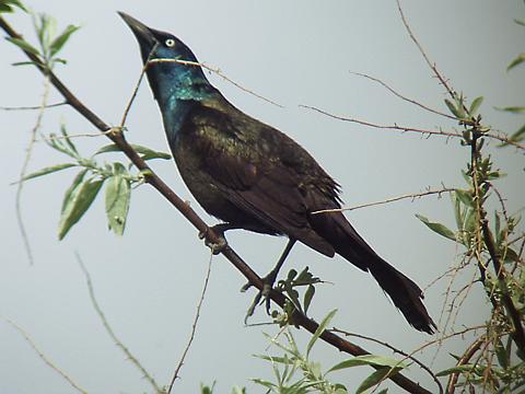 female common grackle. common grackle bird. female common grackle.