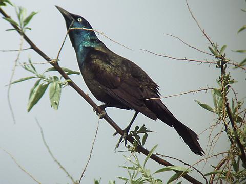 common grackle flight. house Common Grackle in