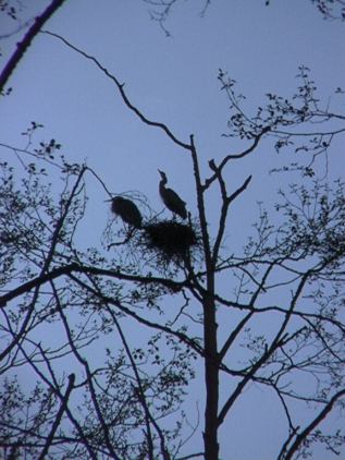[ Great Blue Heron (rookery)]