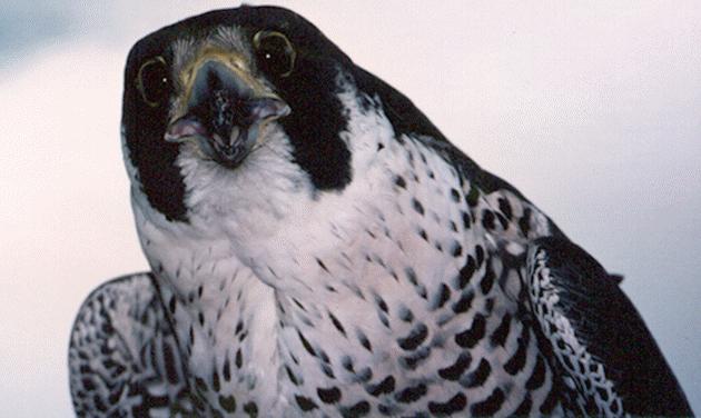 [Peregrine Falcon Belle]