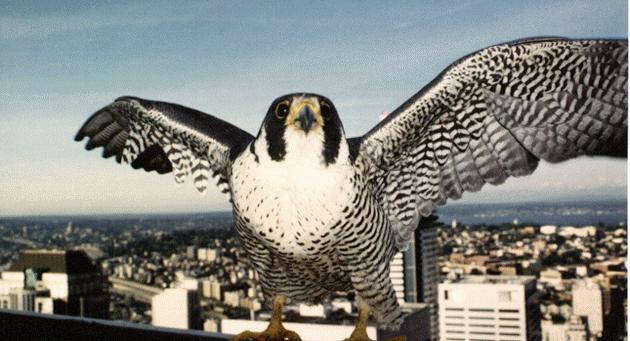 [Peregrine Falcon Belle]