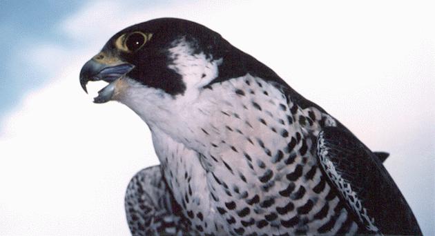 [Peregrine Falcon Belle]