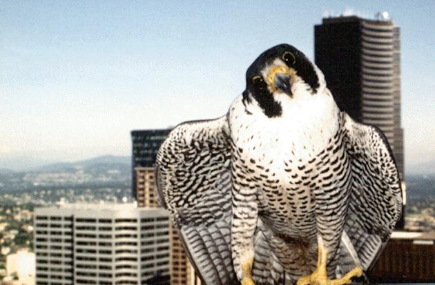 [Peregrine Falcon Belle]