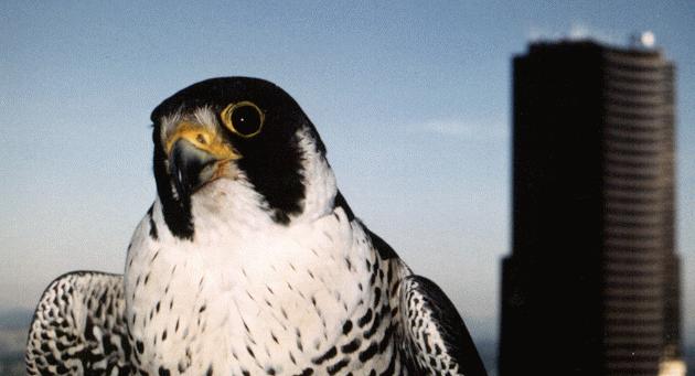 [Peregrine Falcon Belle]