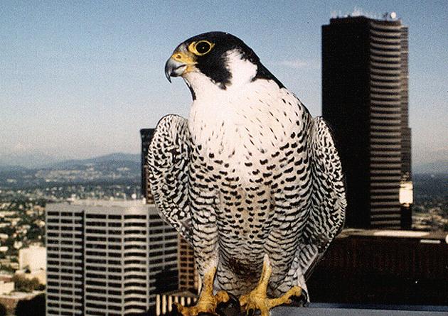 [Peregrine Falcon Belle]