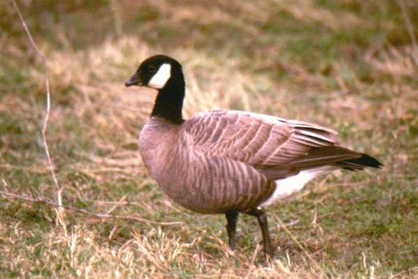 [ Canada Goose  ]