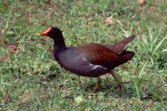 [Common Moorhen]