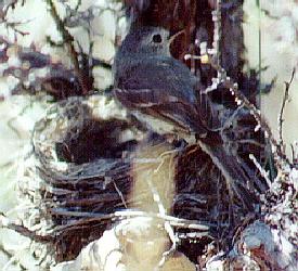 [ Gray Flycatcher  ]