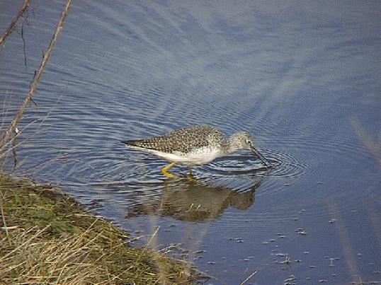 [ Greater Yellowlegs]
