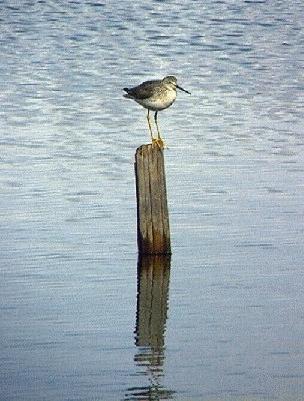 [ Greater Yellowlegs]