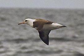 [Laysan Albatross ]