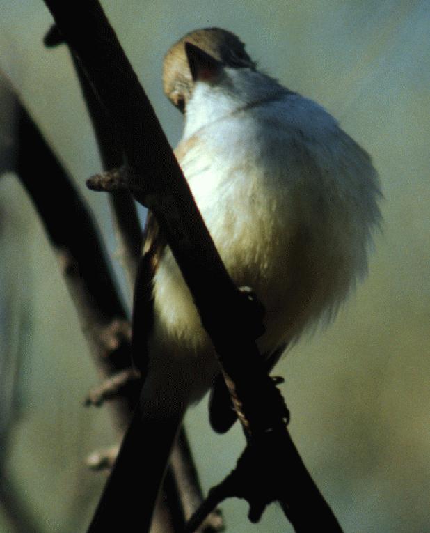 [ Nutting's Flycatcher  ]