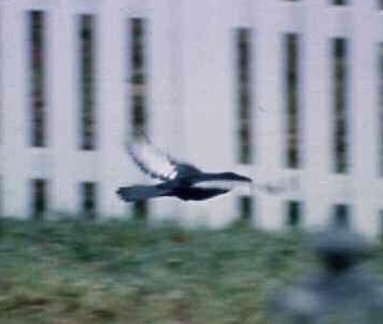 [ American Crow (pied)  ]