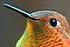 Rufous
Hummingbird