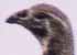 Sage Grouse