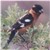 Black-headed Grosbeak