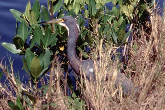 [Tricolored Heron]