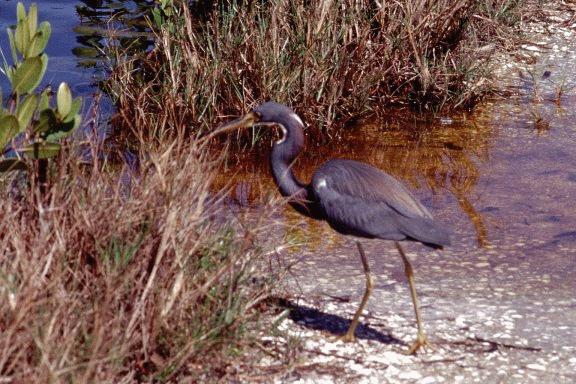 [Tricolored Heron]
