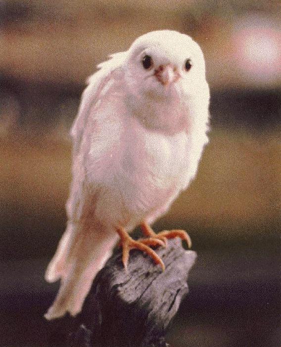 [ (white) American Kestrel  ]