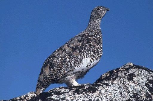 [White-tailed Ptarmigan ]