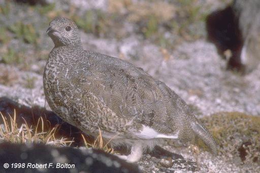 [White-tailed Ptarmigan ]