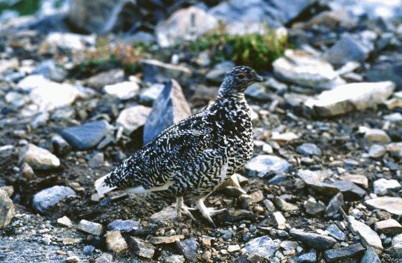 [White-tailed Ptarmigan ]